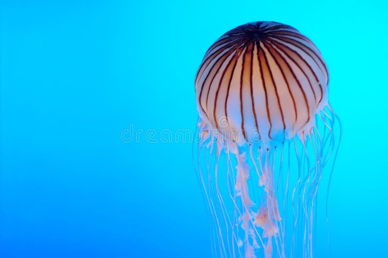 Jellyfish in electric blue background. Jellyfish in electric blue background