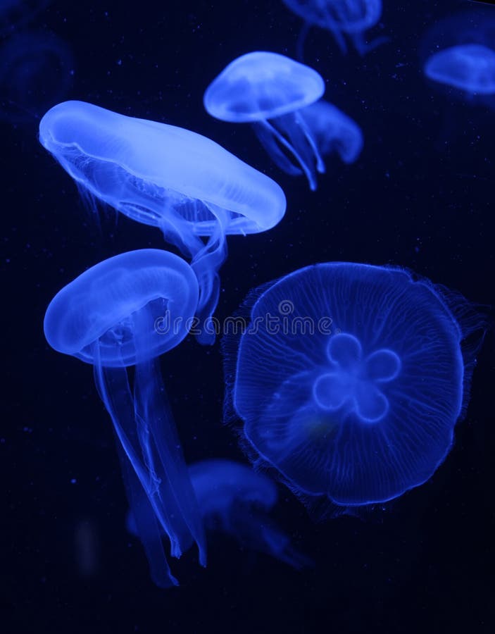 Jellyfish with blue color light in the water. Jellyfish with blue color light in the water.