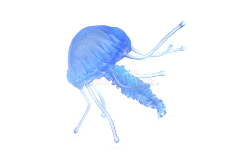 blue jellyfish isolated on the white background. blue jellyfish isolated on the white background