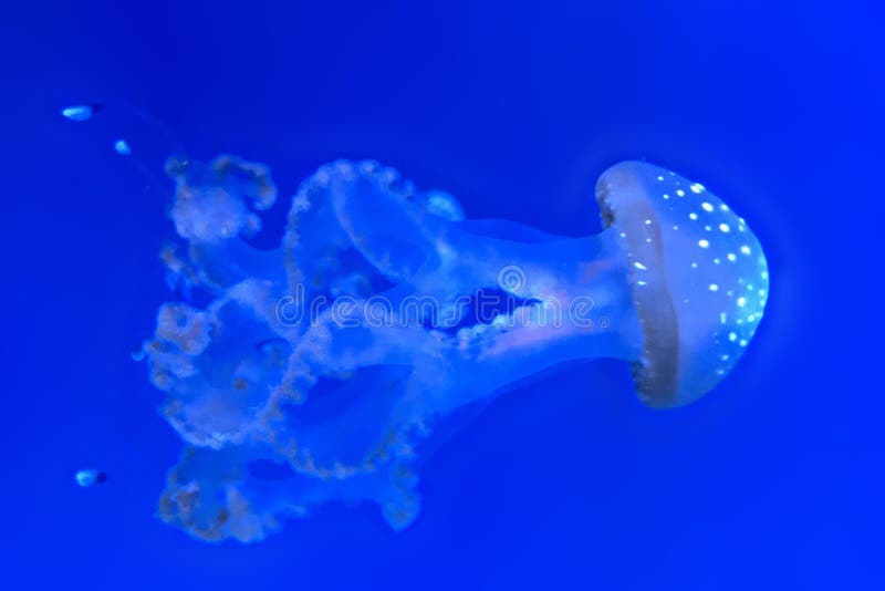 Blue transparent jellyfish swimming in deep blue water. One single object. Minimalist background, perfect for desktop wallpapers. Purple, blue and pink color, subtle lighting and contrast. Blue transparent jellyfish swimming in deep blue water. One single object. Minimalist background, perfect for desktop wallpapers. Purple, blue and pink color, subtle lighting and contrast.