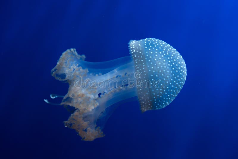 White-spotted jellyfish (Phyllorhiza punctata), also known as the Australian spotted jellyfish. Wild life animal. White-spotted jellyfish (Phyllorhiza punctata), also known as the Australian spotted jellyfish. Wild life animal.