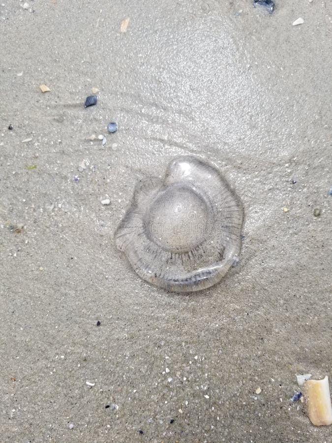 Medusas Claras En La Playa De Nueva Jersey Foto de archivo Imagen de