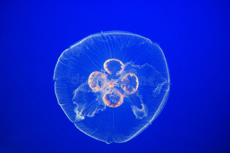 Moon jellyfish and planktons in blue water. Moon jellyfish and planktons in blue water