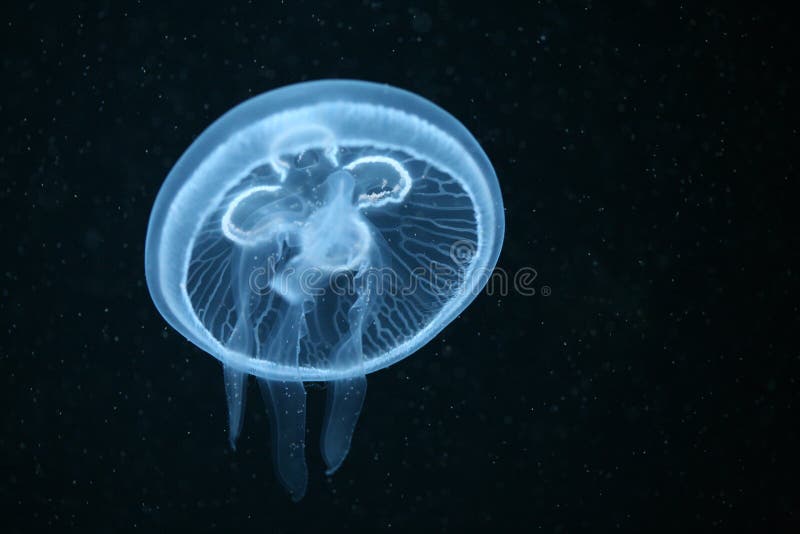 Moon jellyfish (Aurelia aurita) in an aquarium. Moon jellyfish (Aurelia aurita) in an aquarium.