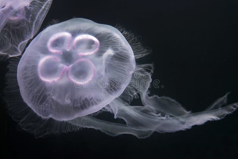 Moon jellyfish floating in the sea. Moon jellyfish floating in the sea