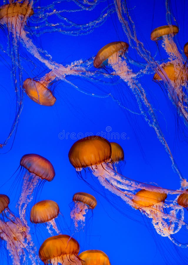 Group of Swimming Sea Nettle Jellyfish. Group of Swimming Sea Nettle Jellyfish