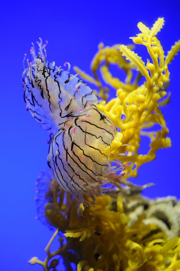 Flower hat jellyfish over blue background. Flower hat jellyfish over blue background