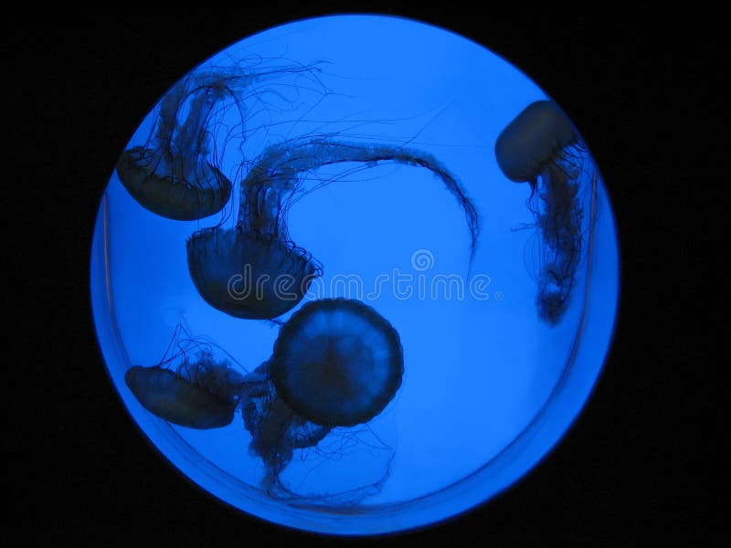 Medusas en el acuario imagenes de archivo Medusas en el acuario imagenes de archivo
