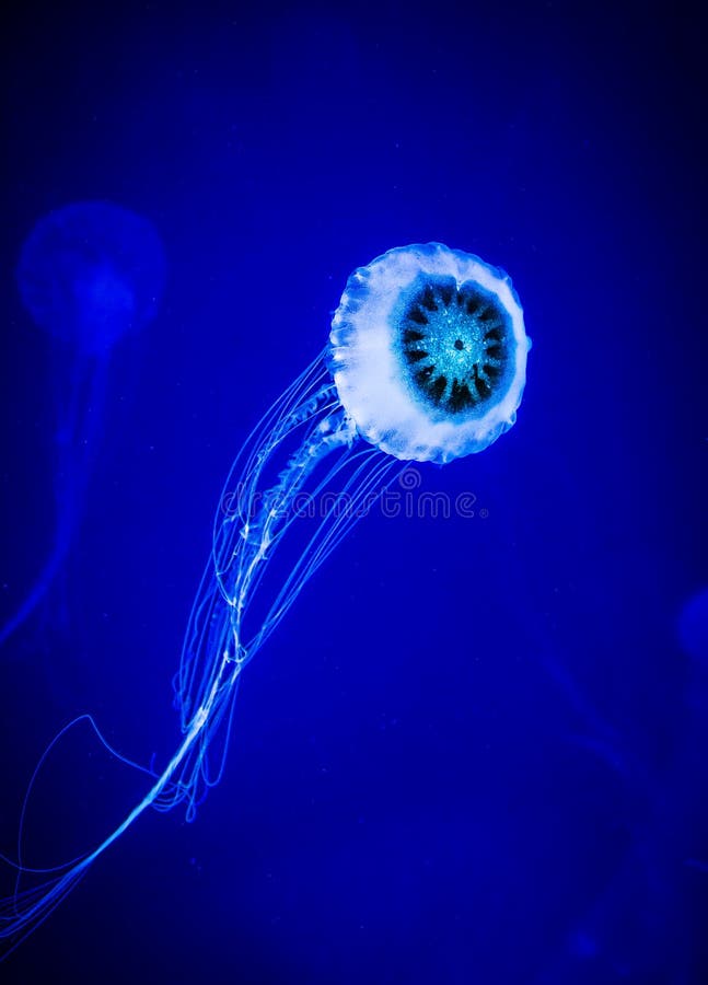 Glowing jellyfish swimming in deep blue sea. Glowing jellyfish swimming in deep blue sea