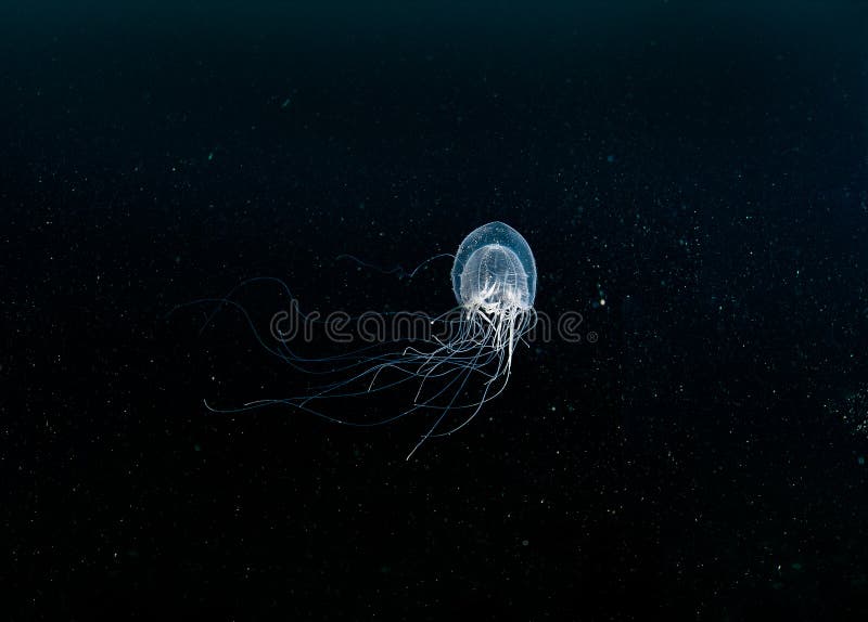 Polyochris jellyfish in the deep. Polyochris jellyfish in the deep.