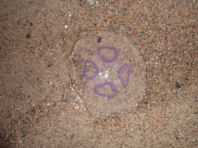 Medusas Claras En La Playa De Nueva Jersey Foto de archivo Imagen de