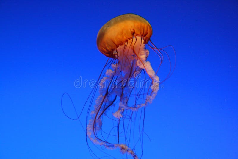 A stunning jellyfish on a blue background. A stunning jellyfish on a blue background.