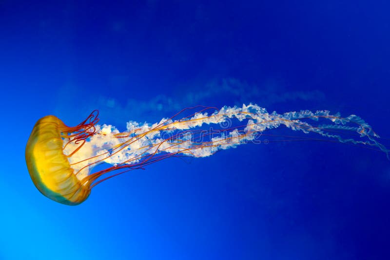 The Japanese Sea Nettle, or Chrysaora pacifica Jellyfish. The Japanese Sea Nettle, or Chrysaora pacifica Jellyfish.