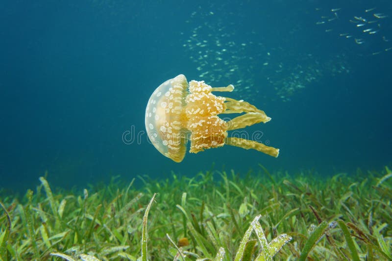 Medusas manchadas medusa de oro en el mar del Caribe fotos de archivo Medusas manchadas medusa de oro en el mar del Caribe fotos de archivo