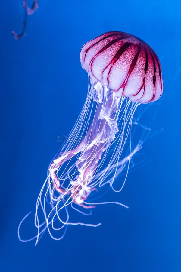 Pacific sea nettle Chrysaora melanaster jellyfish. Vibrant Pink against a deep blue background. Pacific sea nettle Chrysaora melanaster jellyfish. Vibrant Pink against a deep blue background