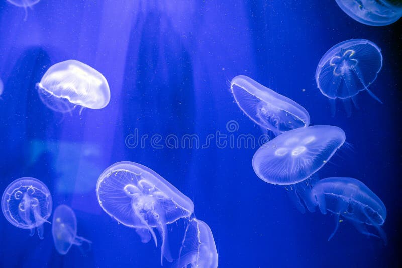 Medusas prisioneras en el primero plano bajo el agua