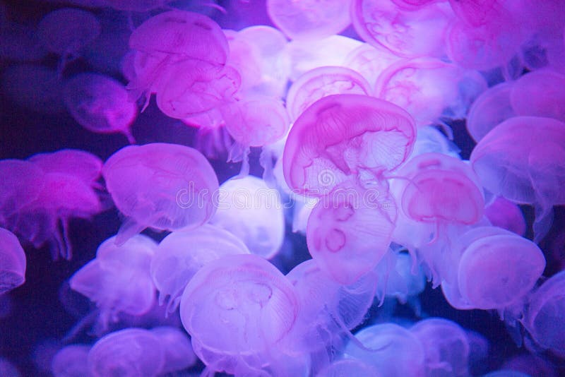 Spectacular purple jellyfish floating in aquarium. Spectacular purple jellyfish floating in aquarium.