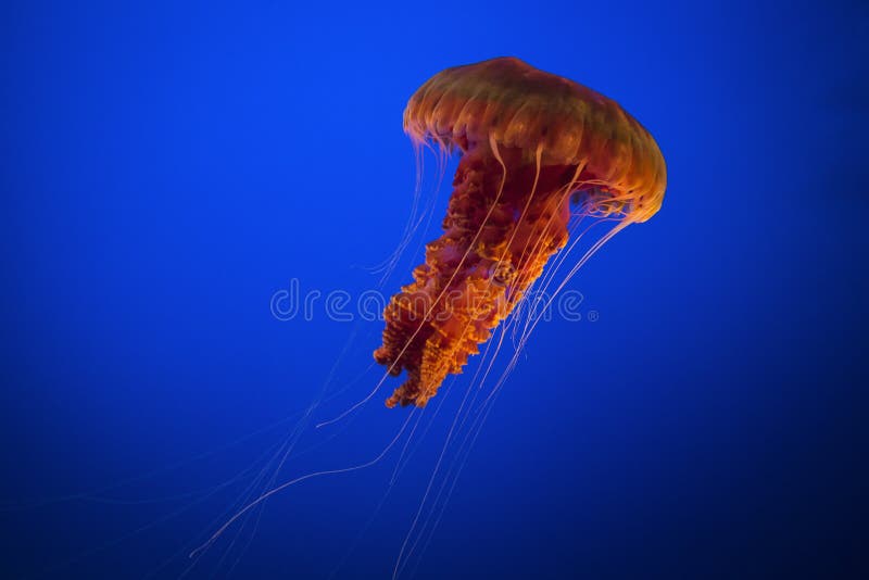 Red jellyfish in a blue aquarium tank. Red jellyfish in a blue aquarium tank