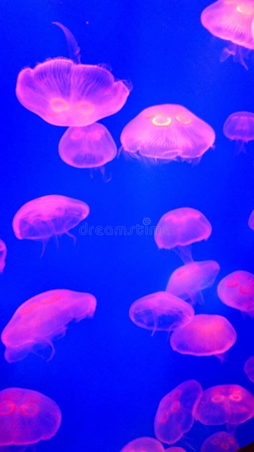 Medusas Claras En La Playa De Nueva Jersey Foto de archivo Imagen de