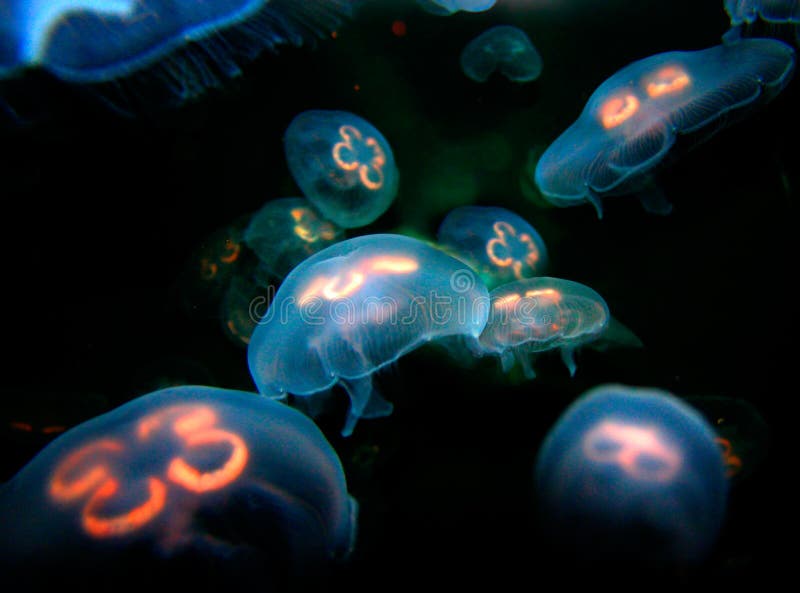 Meduse fotografia stock libera da diritti
