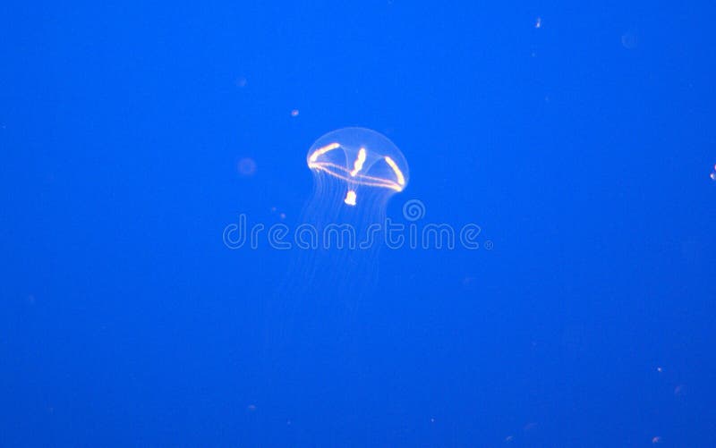 Meduse dell'ombrello, indicans di Eutonina, acquario di Monterey, U.S.A. immagine stock Meduse dell'ombrello, indicans di Eutonina, acquario di Monterey, U.S.A. immagine stock