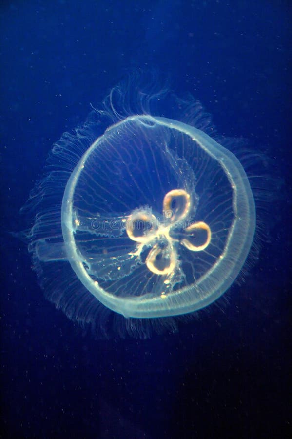 Meduse della luna blu fotografia stock libera da diritti Meduse della luna blu fotografia stock libera da diritti