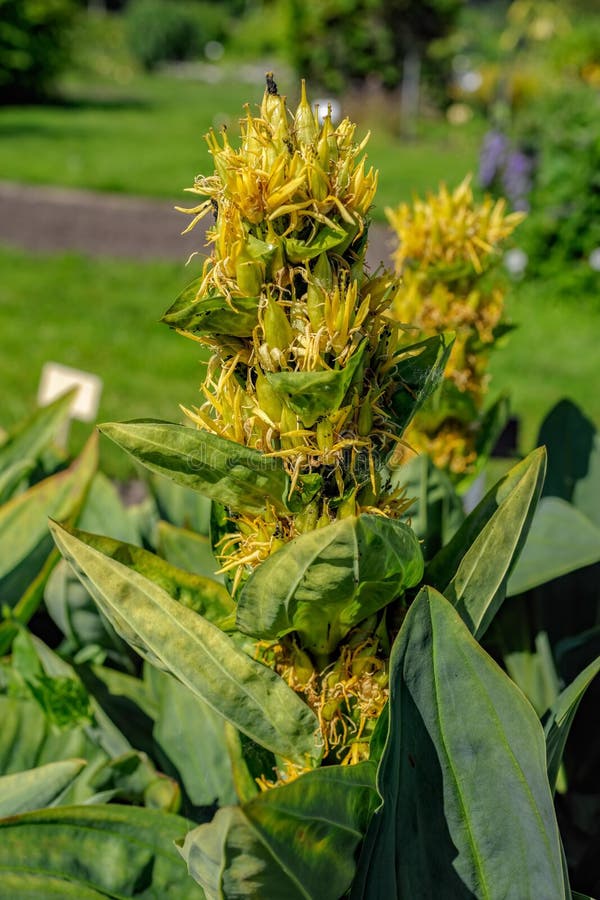 Medyczna zielarska wielka żółta gencjana (Gentiana lutea) obrazy stock Medyczna zielarska wielka żółta gencjana (Gentiana lutea) obrazy stock