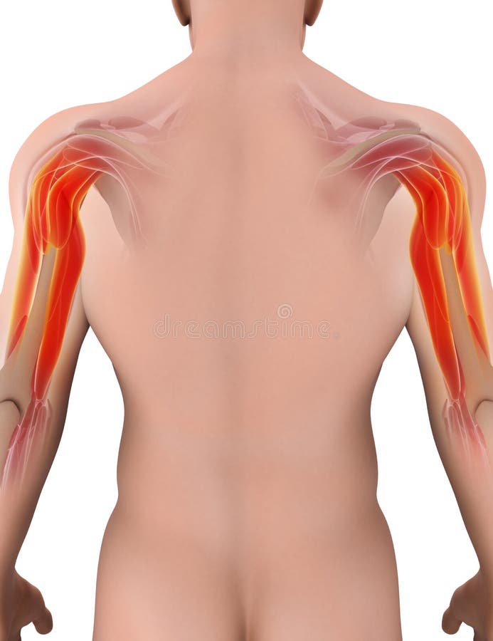 Medyczny i Naukowy Graficzny tło, Triceps Mięśniowy 3d ilustracji Medyczny i Naukowy Graficzny tło, Triceps Mięśniowy 3d ilustracji