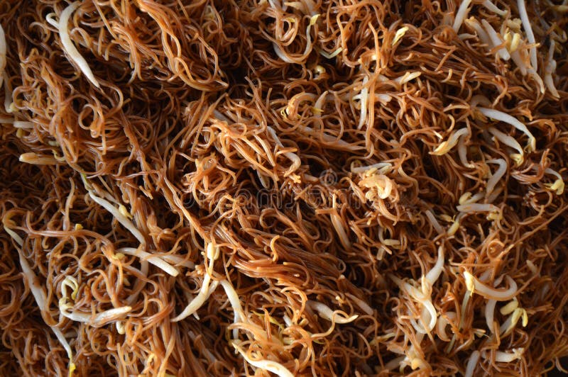 Mee Hoon στοκ εικόνες Mee Hoon στοκ εικόνες