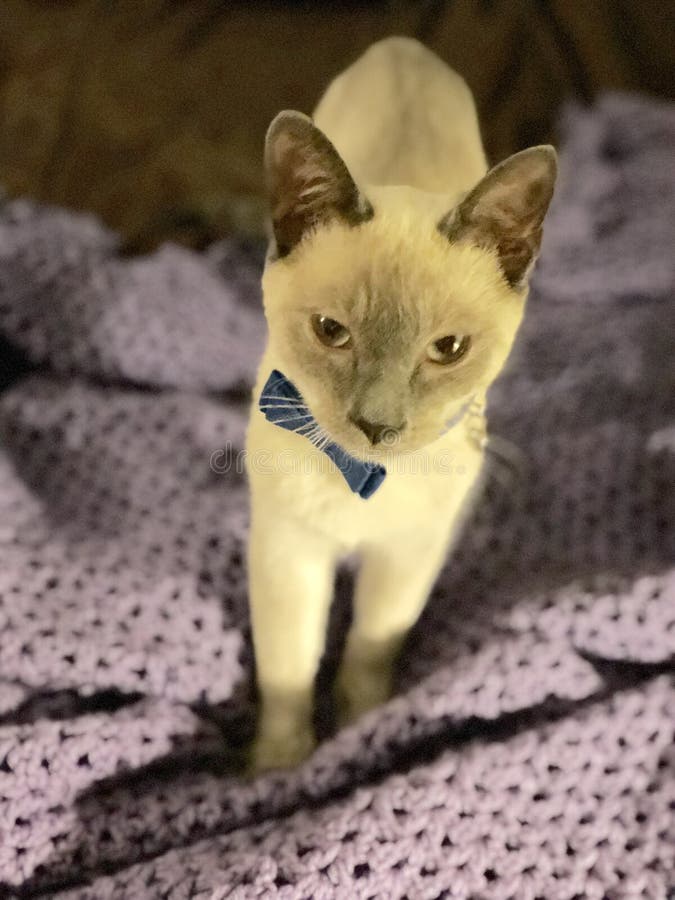 Meezer Photos Free Royalty Free Stock Photos From Dreamstime