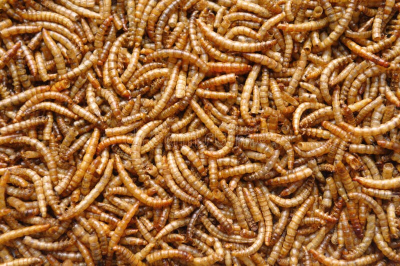 Meelwormen of larven stock afbeelding. Image of beeld 22773301