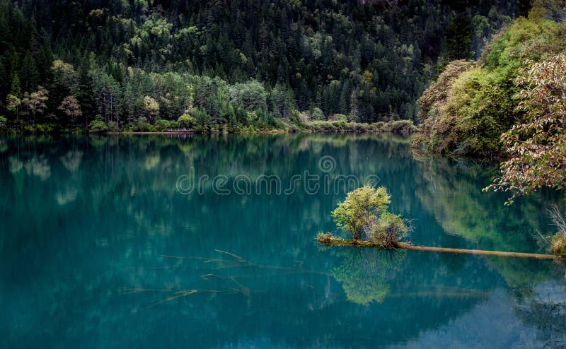 Meer en Bomen in Jiuzhaigou-Vallei, Sichuan, China royalty-vrije stock afbeeldingen Meer en Bomen in Jiuzhaigou-Vallei, Sichuan, China royalty-vrije stock afbeeldingen