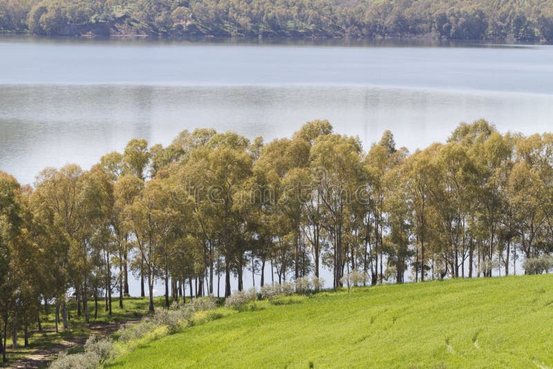 Trees lined the bank of the lake Pozzillo - Sicily. Trees lined the bank of the lake Pozzillo - Sicily