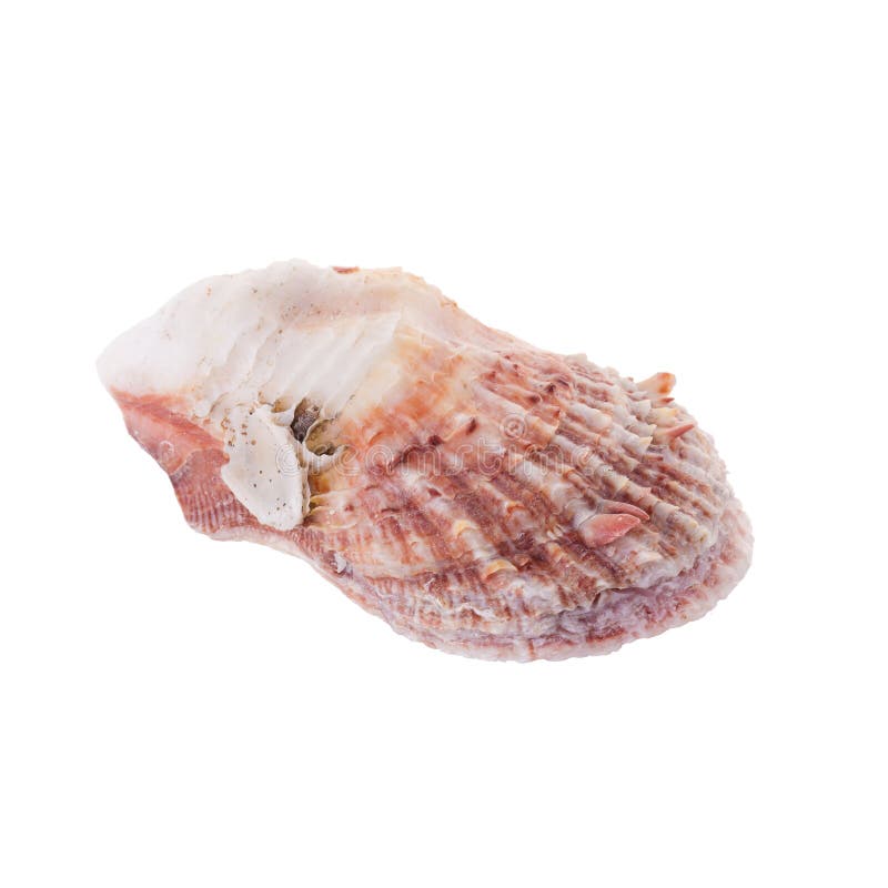 Meer schält die vereinbarte Isolierung auf einem weißen Hintergrund stockbilder Meer schält die vereinbarte Isolierung auf einem weißen Hintergrund stockbilder