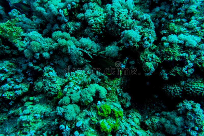 Meer Tief Oder Ozean Unterwasser Mit Korallenriff Als Hintergrund
