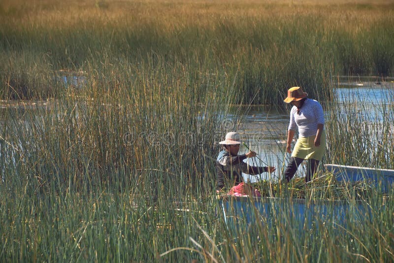 Meer Titicaca, Peru - Augustus zeventiende, 2018: Twee Peruviaanse vrouwen die op de drijvende reep eilanden leven verzamelen rie royalty-vrije stock afbeeldingen Meer Titicaca, Peru - Augustus zeventiende, 2018: Twee Peruviaanse vrouwen die op de drijvende reep eilanden leven verzamelen rie royalty-vrije stock afbeeldingen