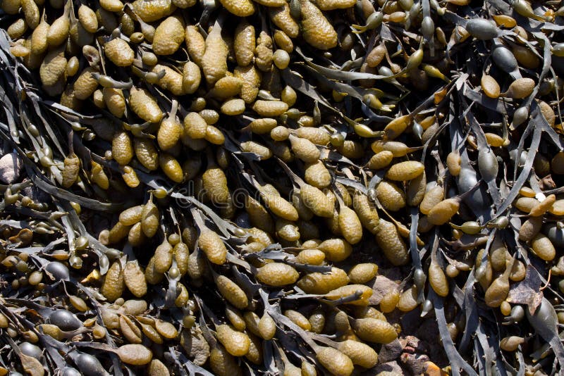 Sea weed, from a river in England. Sea weed, from a river in England.