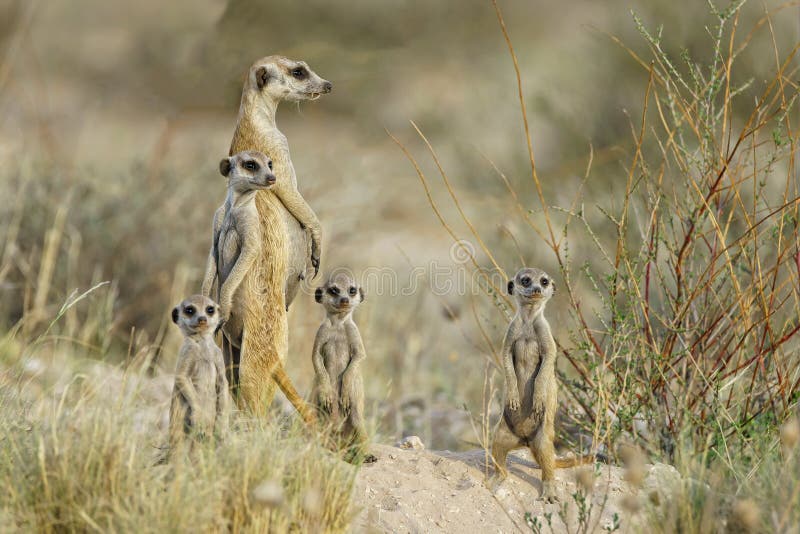 A family of meercats (suricat or stokstaartjes)  all standing an watching. Central Kalahari Botswana. A family of meercats (suricat or stokstaartjes)  all standing an watching. Central Kalahari Botswana.