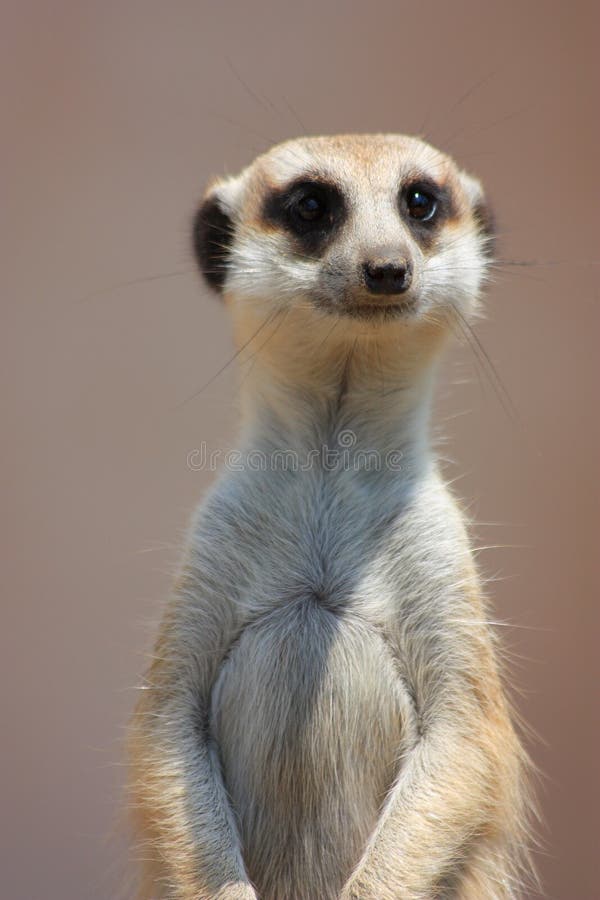 Meercat Portrait