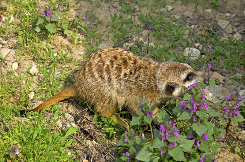 Meercate in ZOO, Bratislava