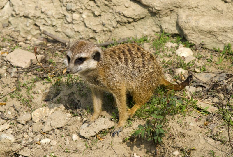 Meercate v ZOO, Bratislava