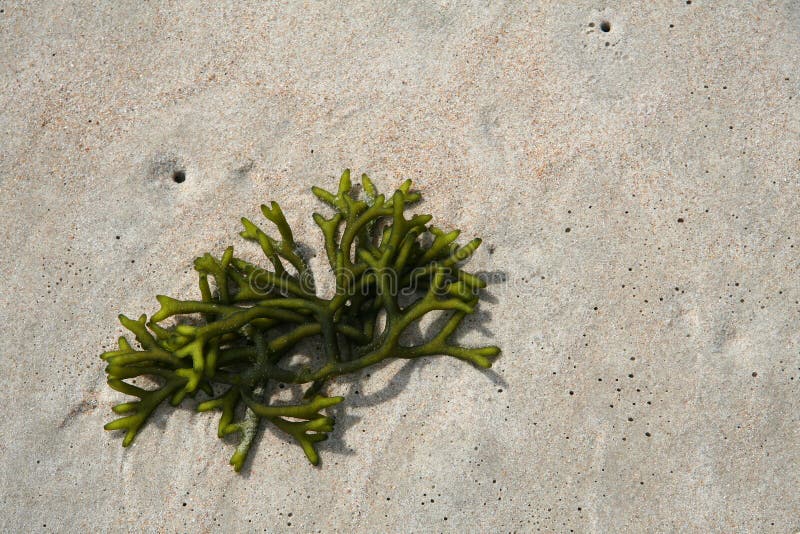 Meerespflanze auf Sand
