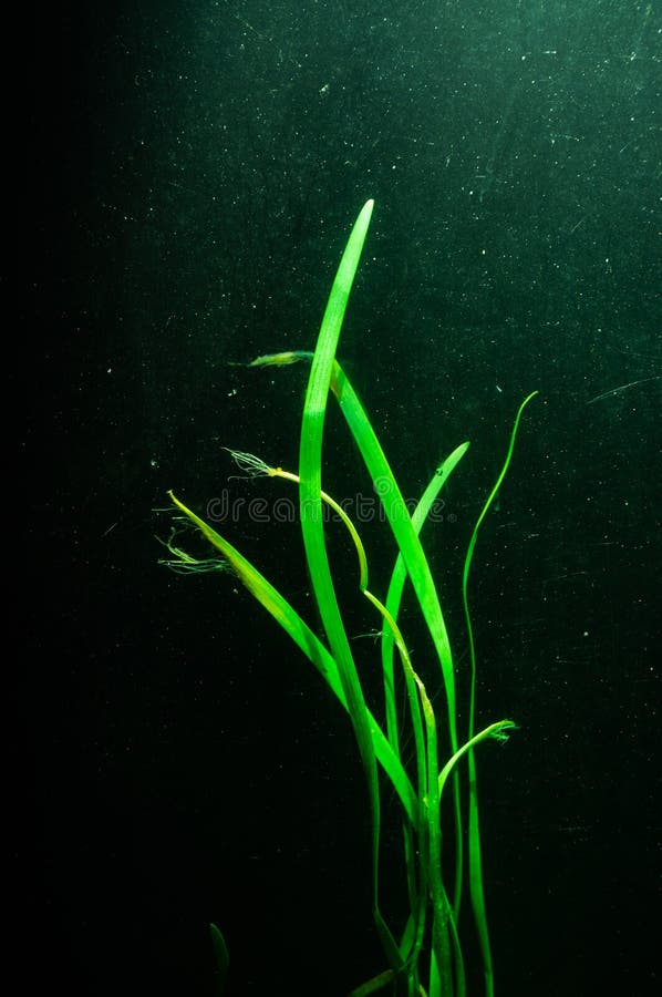 Meerespflanze, die Unterwasser wächst