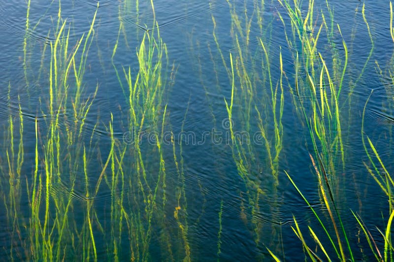 Meerespflanzen, Die Unterwasser Wachsen Stockfoto Bild von tief