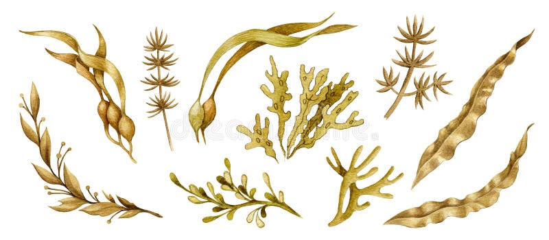 Meerespflanzenhandgezogene Aquarellsammlung. spirulina Laminaria-Unkrautelemente. die ökologische/biologische Unterwasserbetriebss
