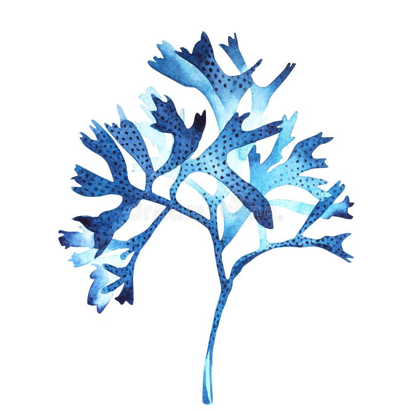 Meerespflanzenseelebengegenstand lokalisiert auf weißem Hintergrund Gezeichnete gemalte Illustration des Aquarells Hand Unterwass lizenzfreie abbildung Meerespflanzenseelebengegenstand lokalisiert auf weißem Hintergrund Gezeichnete gemalte Illustration des Aquarells Hand Unterwass lizenzfreie abbildung