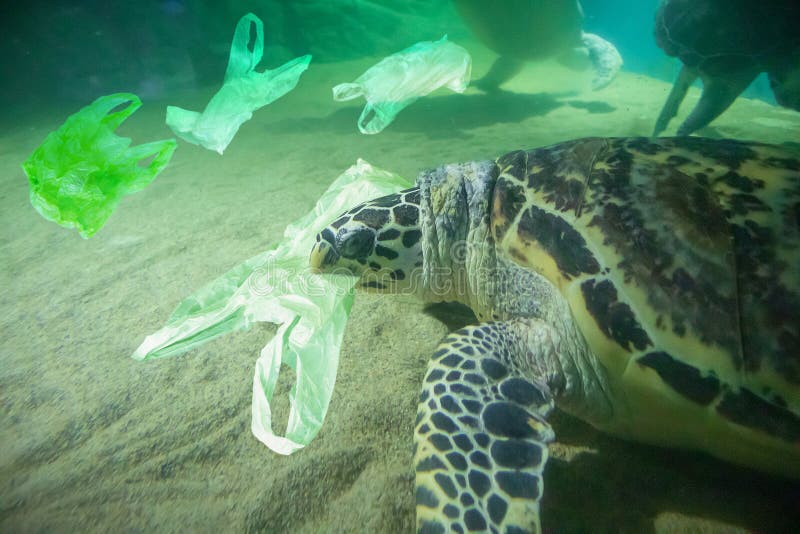 Meeresschildkröte essen Plastiktasche-Meeresverschmutzungskonzept lizenzfreies stockfoto Meeresschildkröte essen Plastiktasche-Meeresverschmutzungskonzept lizenzfreies stockfoto