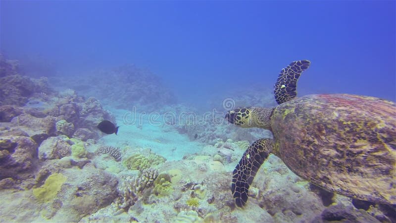 Meeresschildkröte oder grüne Schildkröte oder pazifische Schildkröte im Grünen Meer, die sich an farbenfrohen Riffen befindet