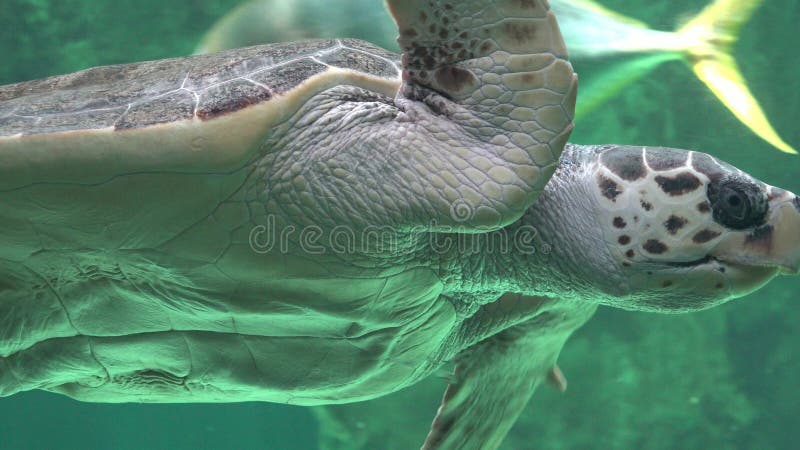 Meeresschildkröten und Marine Life lizenzfreies stockbild Meeresschildkröten und Marine Life lizenzfreies stockbild