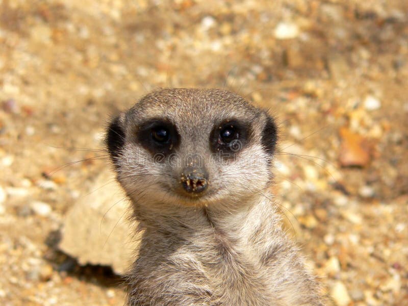 Meerkat